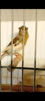 Kanarie pop, Dieren en Toebehoren