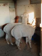 Te koop 3 hengsten alpaca'samen te koop wegens stopzetting, Dieren en Toebehoren, Overige Dieren