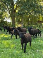 Ooi & ramlammeren, Dieren en Toebehoren, Schapen, Geiten en Varkens