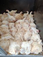 12 vleeskippen, Dieren en Toebehoren, Pluimvee