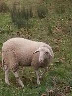lot de 4 mâles, Dieren en Toebehoren, Schapen, Geiten en Varkens, Mannelijk, Schaap, 0 tot 2 jaar
