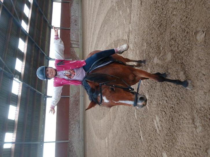 Madonna, Dieren en Toebehoren, Pony's, Merrie, C pony (1.27m tot 1.37m), Recreatiepony, 11 jaar of ouder, Met stamboom, Gechipt