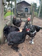 Brahma zwart en wit toom, Meerdere dieren, Kip