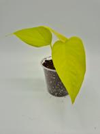 Philodendron neon, Ophalen of Verzenden