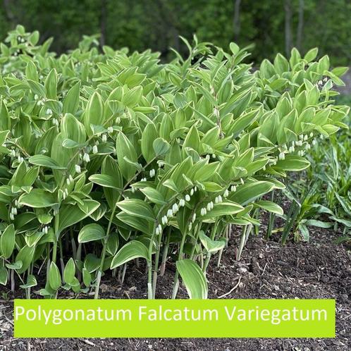 Polygonatum Falcatum Variegatum of Salomonszegel, Tuin en Terras, Planten | Tuinplanten, Vaste plant, Halfschaduw, Lente, Ophalen