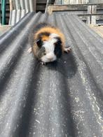 Ch teddy, Mei, Mannelijk, Cavia