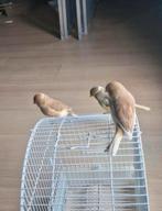 Gloster kanaries, Dieren en Toebehoren