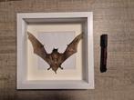 Vleermuis in kader, Ophalen of Verzenden