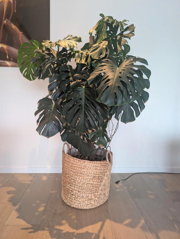 Monstera, Huis en Inrichting, Kamerplanten, Ophalen