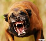 mechelse herder inbraken.overvallen.car.jacking.home.jaking, Dieren en Toebehoren, België, Fokker | Hobbymatig, CDV (hondenziekte)