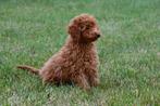 Dwergpoedel pups te koop, Dwerg Poedel pups, Dieren en Toebehoren, Poedel, 15 weken tot 1 jaar, Buitenland, CDV (hondenziekte)