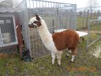 ALPACA  HENGST .........merries, Dieren en Toebehoren, Overige Dieren