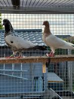 Duiven te koop tipplers hoogvliegers, Dieren en Toebehoren, Vogels | Duiven