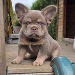 Franse bulldog pup (teefje), België, Fokker | Hobbymatig, 8 tot 15 weken, CDV (hondenziekte)