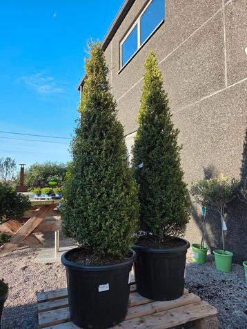 Ilex Crenata strong Caroline  beschikbaar voor biedingen