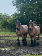 Cheval de trait, Animaux & Accessoires, Plusieurs animaux, Vermifugé