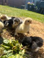 Brahma kuikens, Dieren en Toebehoren, Pluimvee, Geslacht onbekend, Kip