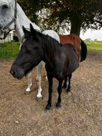 Pony, Dieren en Toebehoren, Paarden, Hengst, Gechipt, 0 tot 2 jaar