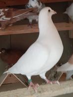 Mooie witte duivin, Dieren en Toebehoren