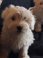 Maltezer teefje, Dieren en Toebehoren, Honden | Chihuahua's en Gezelschapshonden, België, Maltezer, Fokker | Hobbymatig, CDV (hondenziekte)