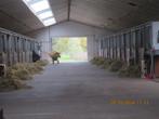 paardenboxen (luxe - groot) te huur 6 stuks Beveren, Weidegang, 4 paarden of pony's of meer
