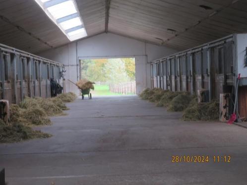 paardenboxen (luxe - groot) te huur 6 stuks Beveren, Dieren en Toebehoren, Stalling en Weidegang, Stalling, Weidegang, 4 paarden of pony's of meer