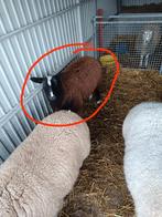 Zwart bles ooi, Dieren en Toebehoren, Schapen, Geiten en Varkens