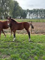 Merrieveulen | 2025 | Comilfo Plus Z x Va-Vite x Clinton, Dieren en Toebehoren, Paarden, Z