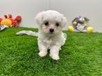 Nestje Maltezer pups - kleine taille, België, Maltezer, CDV (hondenziekte), 8 tot 15 weken