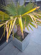 Winterharde palmboom (Trachycarpus) 110 cm incl. luxe pot, Ophalen