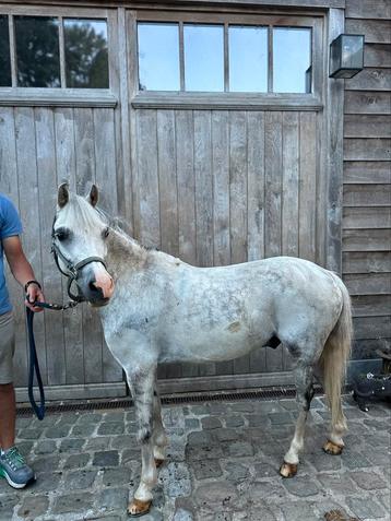 Welsh B pony - Kinderpony - Menpony beschikbaar voor biedingen