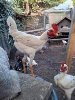 Modern Engelse Vechtkriel Haan, Dieren en Toebehoren, Pluimvee, Mannelijk, Kip