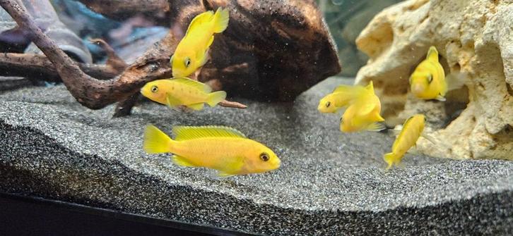 Chidonga Saulosi malawi cichliden hobbykweek, Dieren en Toebehoren, Vissen | Aquariumvissen, Zoetwatervis, Vis
