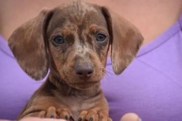 Chiots Dweeg Dachshund aux couleurs uniques, Poils courts, Plusieurs, Nain, Belgique