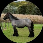 Trekpaard.merrie, Cheval d'attelage, 160 à 165 cm, Vermifugé, Ne s'applique pas