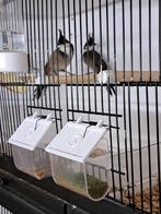 roodoor buul buul, Dieren en Toebehoren, Vogels | Overige Vogels