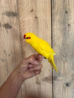 Tamme Kakariki, Dieren en Toebehoren, Vogels | Parkieten en Papegaaien, Meerdere dieren, Parkiet, Geringd