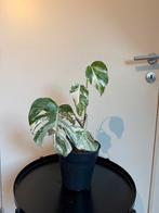 Monstera Deliciosa Variegata, Ophalen, Overige soorten, Halfschaduw, In pot