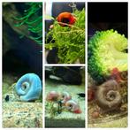 Posthoornslakken / voerslakken, Dieren en Toebehoren, Vissen | Aquariumvissen, Slak of Weekdier, Zoetwatervis