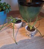 2 aloë vera plantjes (incl bloempot) samen 8 euro, Huis en Inrichting, Kamerplanten, Ophalen