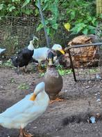 Indische loopeenden, Dieren en Toebehoren, Pluimvee