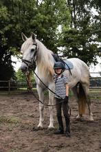 8 jarig gezelschapspaard/fokmerrie, Dieren en Toebehoren, Paarden, Merrie, Gechipt, Niet van toepassing, 7 tot 10 jaar