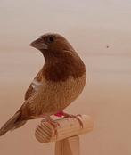 koppel bruine japanse meeuwtjes, Dieren en Toebehoren, Meerdere dieren, Tropenvogel, Geringd
