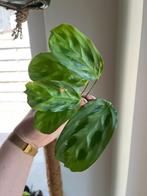 Maranta Cristata ‘Intens’, Ophalen of Verzenden