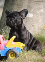 bouledogue français, Animaux & Accessoires, Bouledogue, Plusieurs, Parvovirose, Belgique