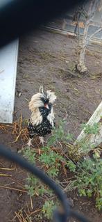 Padua haan, Dieren en Toebehoren, Mannelijk, Kip