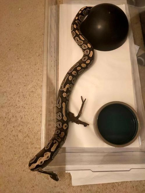 Couple de pythons royaux phase mojave, Dieren en Toebehoren, Reptielen en Amfibieën, Slang, 7 tot 10 jaar