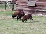 Soay schaapjes (lam)
