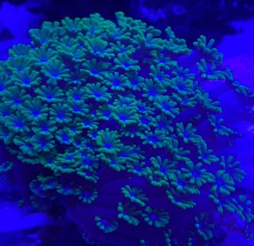 Koraal stekjes te koop, Dieren en Toebehoren, Vissen | Aquariumvissen, Zoutwatervis, Overige typen