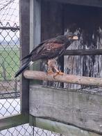 Woestijnbuizerd wijf 2025, Dieren en Toebehoren
